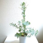 ●数量限定●新作●　希少《花芽付き》　大きめ　”ミモザの木　銀葉　鉢セット”　観葉植物　ミモザ・アカシア　鉢植え　プレゼント　ギフト　北欧