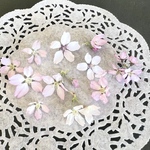 桜 (啓翁) ドライフラワー 20輪 サクラ さくら ピンクの花  ハーバリウム レジン封入 素材