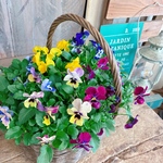 ６株入り♡【ビオラ寄せ植えガーデニング】これから長く咲き続けます♡茶系カゴ寄せ植え