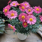 マーガレット♡ストロベリーホイップ♡花色が変わる♡ガーデニング♡フラワー♡