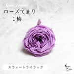 大地農園！プリザーブドフラワー 「ローズ・てまり スウィートライラック 1輪」 プリザ 花材 ハーバリウム おしゃれ かわいい プレゼント 贈り物　オオチノウエン バラ 薔薇 ローズ rose