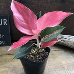 タイランドレッド♡アグラオネマ♡観葉植物♡インテリア
