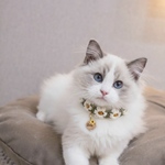 ずっと着けていられる軽量でおしゃれ猫首輪
