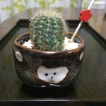 たぬきのサボテン