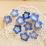 ネモフィラ 青い花  ブルーの花 ドライフラワー 素材 15個 ハーバリウム　レジン封入 
