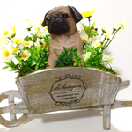 １点物  パグちゃんの花車