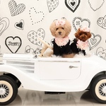 【桜限定】小型犬用リボン　ペット用アクセサリー♡桜ベビーピンクリボン|トイプードル　チワワ　シーズ　マルチーズ対応|とれにくいjdバレッタ仕様|誕生日　記念日　撮影会　トリミング後に