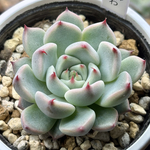 レア品種！【現品】 ★そわそわ 多肉植物 自家繁殖 国産（1/16再販）