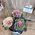【まさかの送料500円！】現品SALE♡ハボタン素敵な色合いミニガーデニング！葉牡丹寄せ植え♡ホワイト&シルバー系ブリキ鉢♪