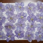 押し花商品【千鳥草　２０輪】