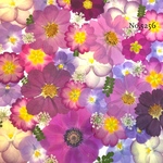 new♡作家様必見♡押し花MIXセット♡押し花セット