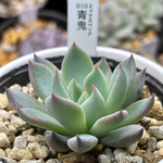 レア品種！【現品】 ★青鬼 多肉植物 自家繁殖 国産