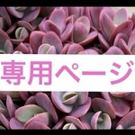専用ページ