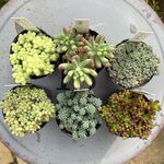 つぶつぶセダム6ヶセット＊複数個ある為、個体差有り　土つき苗・多肉植物