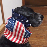 　♡再販!アメリカ国旗・the Stars＆Stripes！ネイビースター切り替え♡中型犬用スヌード