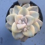 ティテュバンス錦＊土つき苗・多肉植物