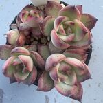 ファイヤーピラー 複数個ある為、個体差有り＊土つき苗・多肉植物