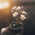 春 の 桜 ソメイヨシノ の 豆盆栽