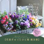 【花苗ぎゅっとひと箱 魔法便】（魔女の花ハウスより）