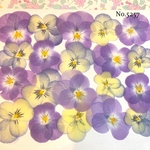 ♡new♡送料無料 ☆ビオラ☆ 押し花セット