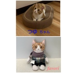 【オーダーメイド】うちの子♥猫人形 