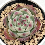 桃太郎＊抜き苗＊多肉植物＊
