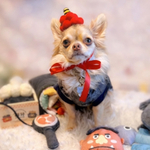 犬 節分 帽子 赤 ♡ 猫 ペット 犬 かぶりもの 被り物 犬帽子 ニット帽 なりきり 鬼 節分 アフロ