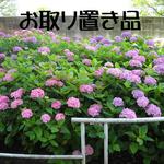 youzoo2660様 お取り置き品