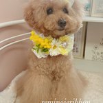 【春のおでかけセット】小型犬用リボン♡yellow mimosaチョーカー＆リボン|写真撮影におすすめ|トイプードル　チワワ　シーズ対応|とれにくいjdバレッタ仕様|記念日　撮影会に