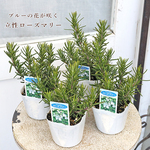 🌷ハーブ苗 ローズマリー ピンク/マリンブルー 3号 料理用 食用 香り ドライフラワー 立性 丈夫 多年草