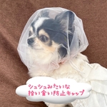 シュシュみたいな拾い食い防止キャップ🎀数量限定 🥈ランキング２位 拾い食い防止ネット 拾い食い防止カバー 誤飲防止 誤食防止 お散歩グッズ 拾い食い 犬服 犬帽子 犬虫除け 犬散歩 犬マズル