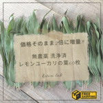 大増量✧無農薬✧洗浄消毒済み✧レモンユーカリの葉60枚✧食べれるおもちゃフォージング✧