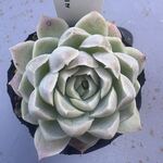 ヒューミリス×メキシコミニマ＊土つき苗・多肉植物