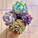 【レア品種】☆4種類☆多肉植物4苗セット 土・根付き