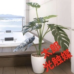 光触媒　人工観葉植物　ウォールグリーン　フェイクグリーン　モンステラ75