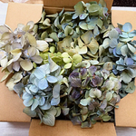 紫陽花ドライフラワーお徳用ヘッドブロック