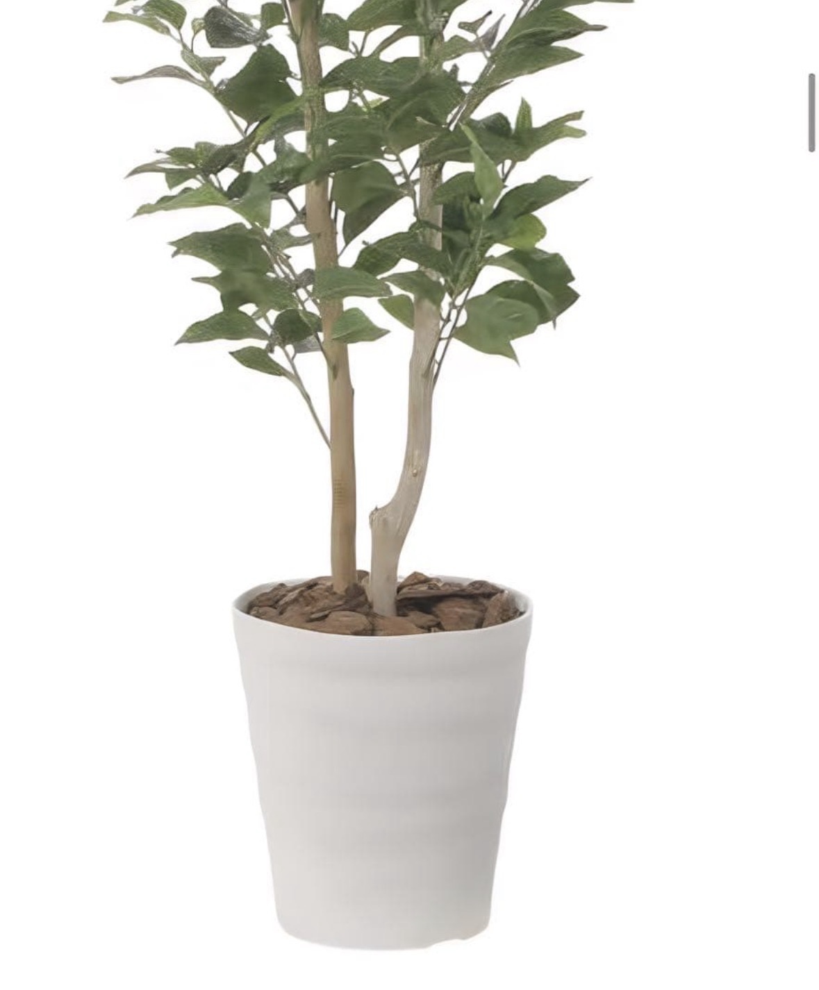 光触媒　人工観葉植物　ウォールグリーン　フェイクグリーン　レモンの木1点もの 光触媒 人工観葉植物 ウォールグリーン フェイクグリーン レモンの木1.35