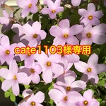 専用ページです。