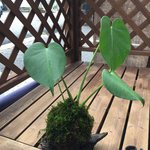モンステラの苔玉