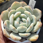 人気品種！【現品】 ★ラウリンゼ 多肉植物 自家繁殖 国産