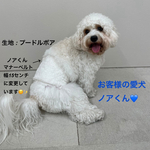 マナーベルト