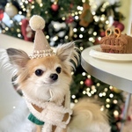 《ミニサイズ》  クリスマスパーティーハット　サンタ帽　トナカイ　犬　猫　いぬ　ねこ　ペット　