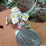 ミニチュアの花「カモミールのブーケ」