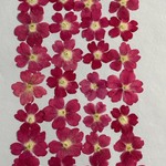 押し花素材パック　バーベナ（ライトピンク）28個入　No1078