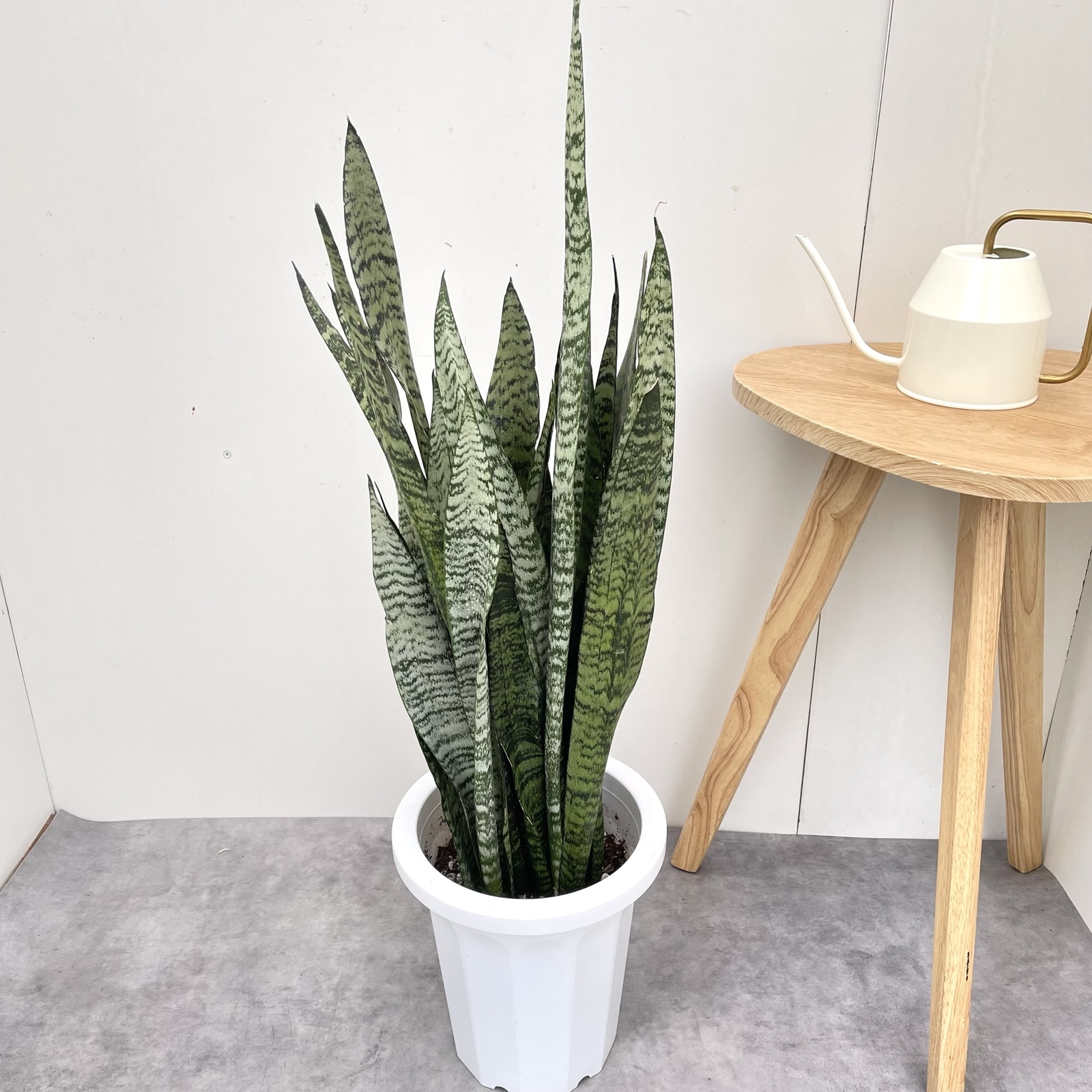 サンスベリア　ゼラニカ　15観葉植物　室内　大型