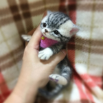 おねがいにゃんこNo.151