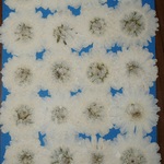 押し花商品【マーガレット　２０輪】