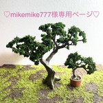 庭木（中）と庭木の鉢植え