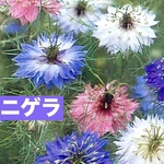 神秘的なお花が咲く・ニゲラ　種子　50粒