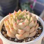 多肉植物　フラッシュ☆